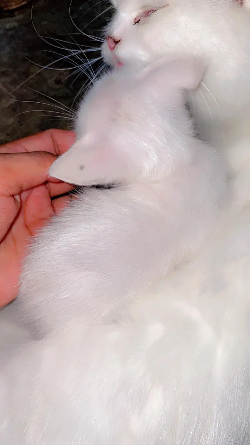 Cute Perisan Kittens For Sell In Karachi — photo 6