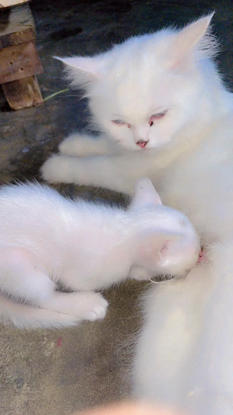 Cute Perisan Kittens For Sell In Karachi — photo 7