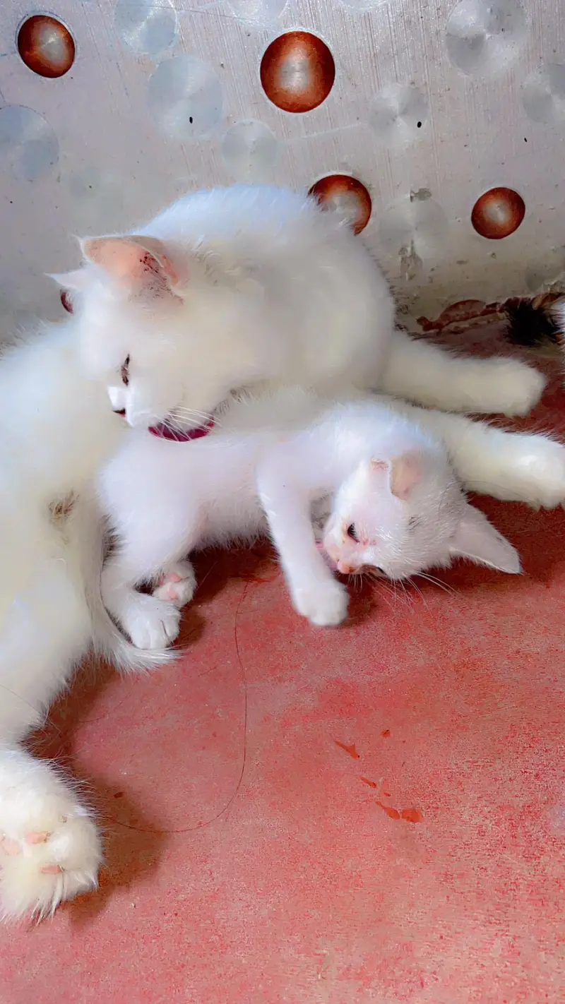 Cute Perisan Kittens For Sell In Karachi — photo 8