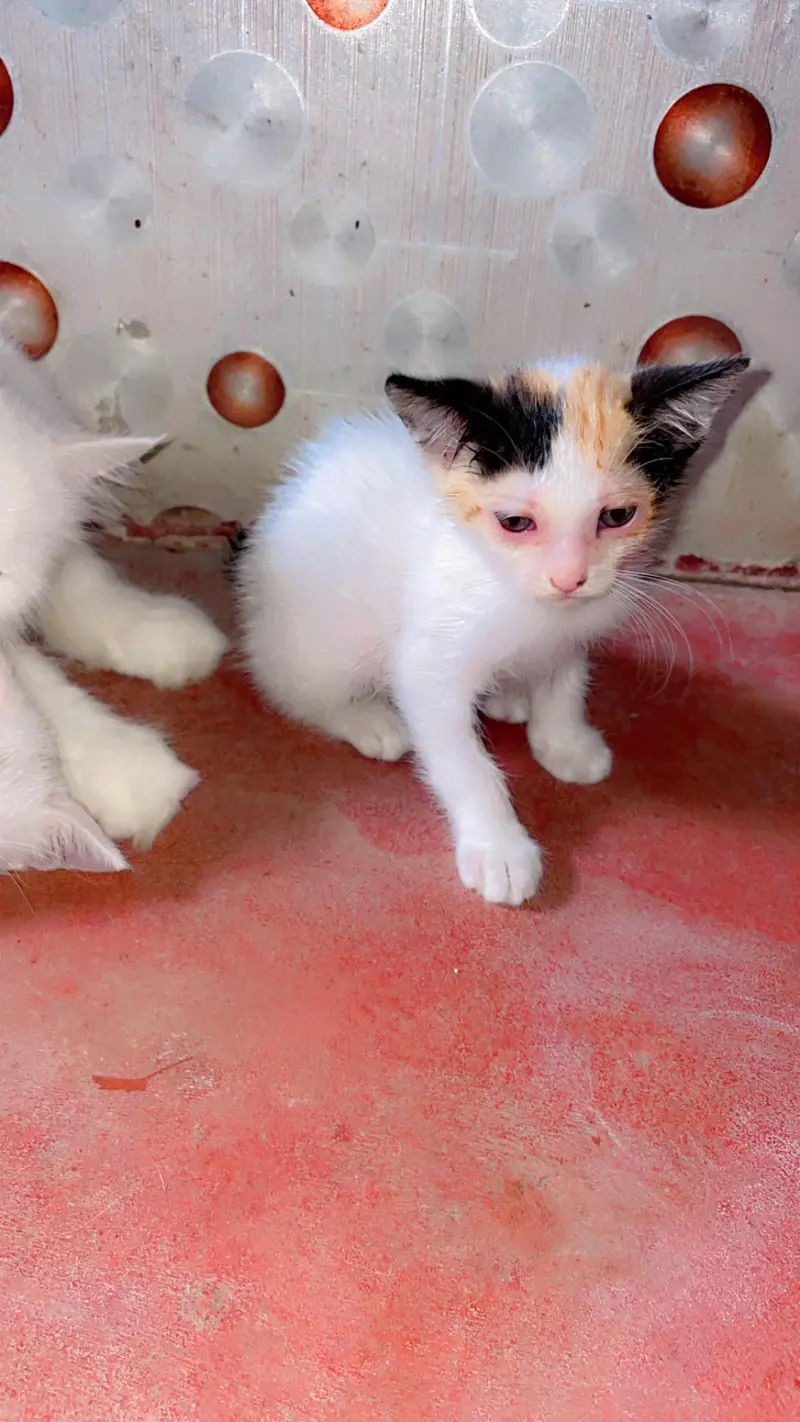 Cute Perisan Kittens For Sell In Karachi — photo 9