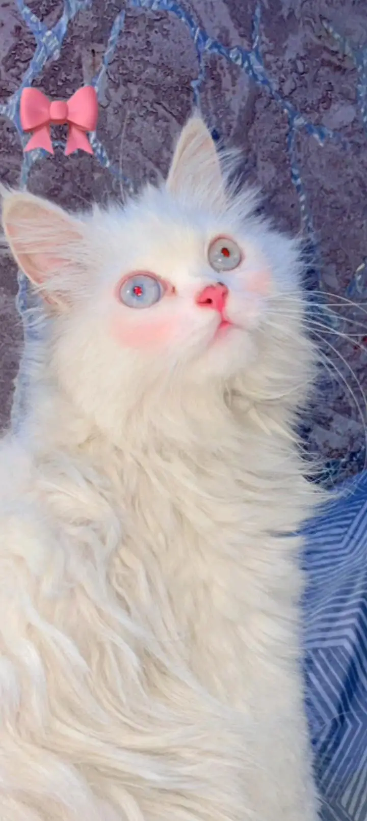 Cute Perisan Kittens For Sell In Karachi — photo 10