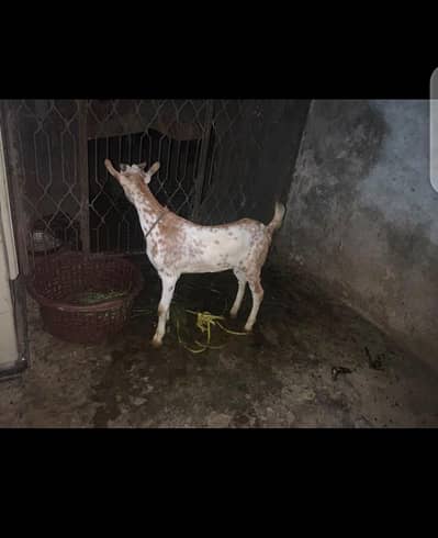 taddi bakra for sale