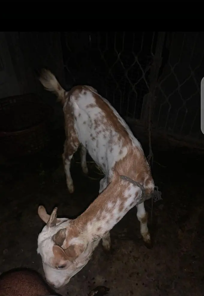 taddi bakra for sale — photo 2