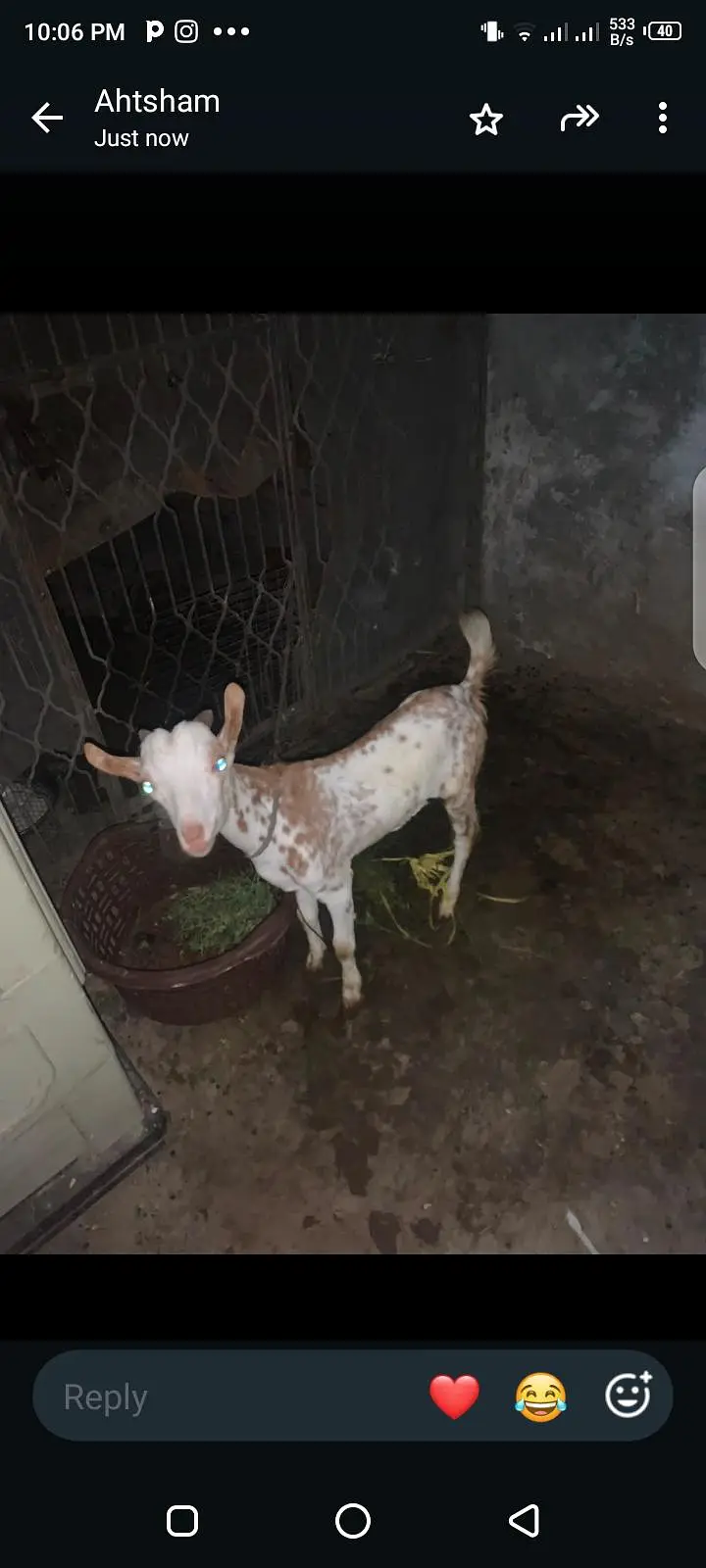taddi bakra for sale — photo 3