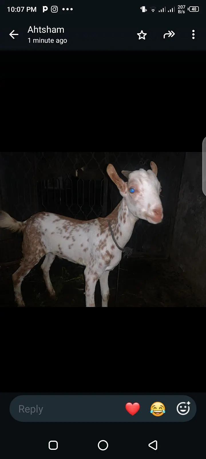 taddi bakra for sale — photo 4
