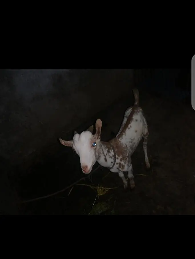 taddi bakra for sale — photo 5