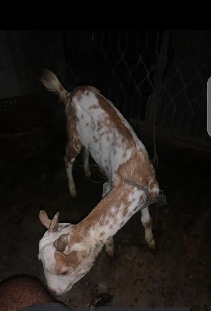 taddi bakra for sale — photo 6