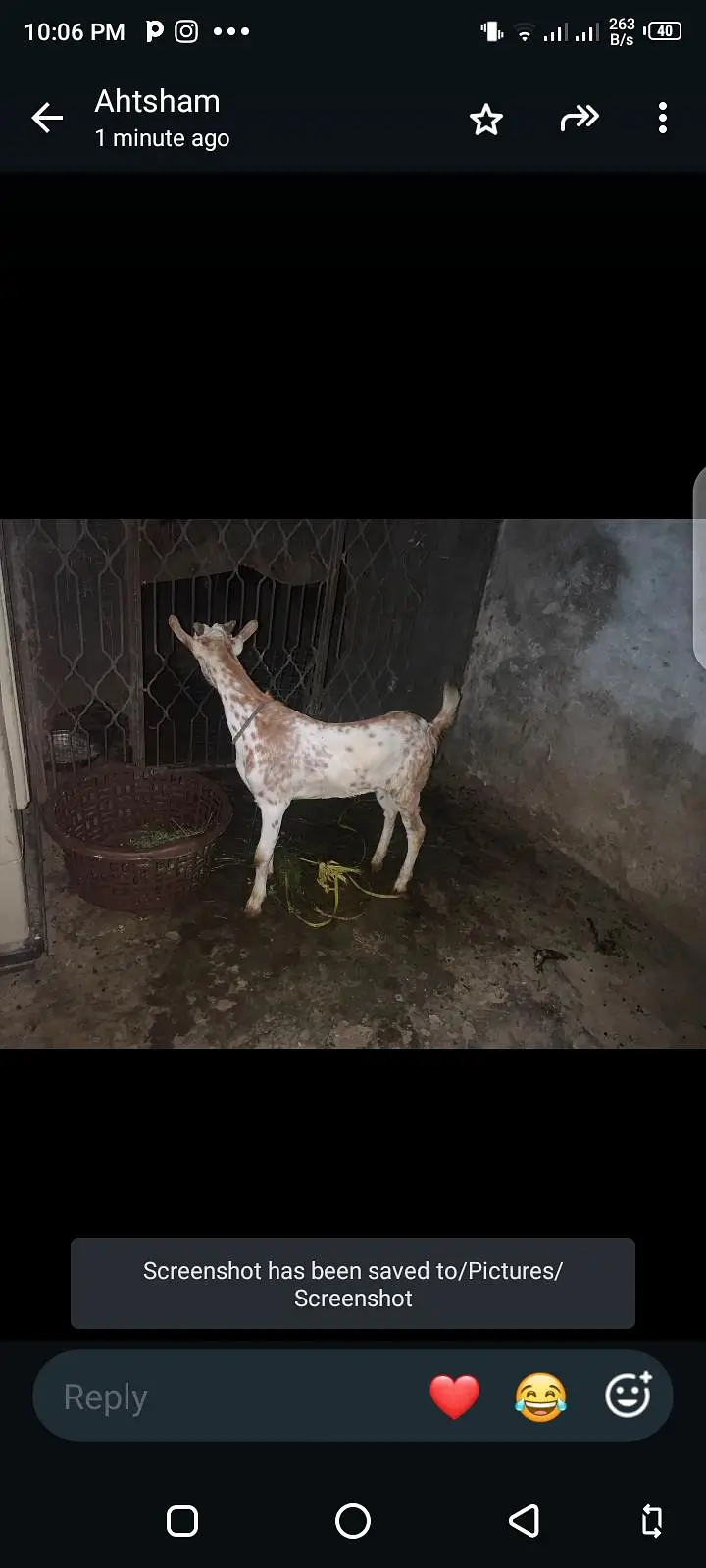 taddi bakra for sale — photo 7