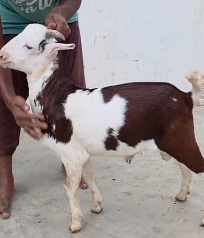 BROWN ABLACK BAKRA