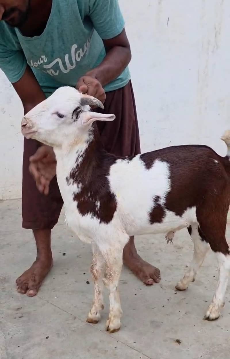 BROWN ABLACK BAKRA 1