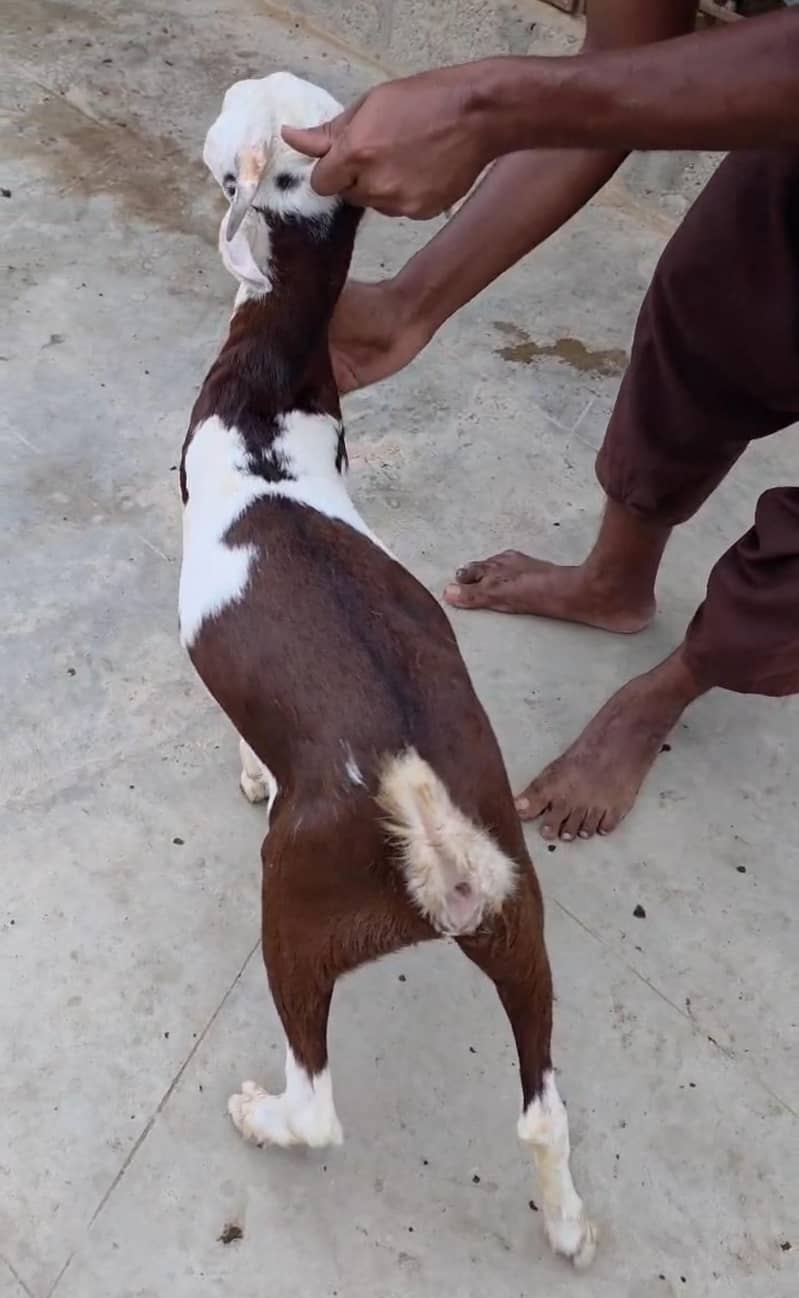 BROWN ABLACK BAKRA 2