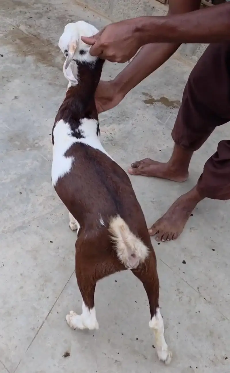 BROWN ABLACK BAKRA — photo 3