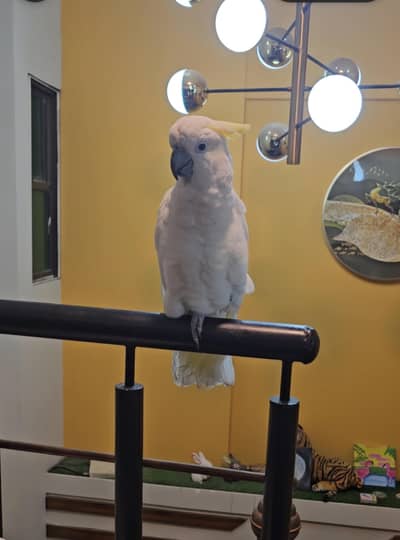 cockatoo sulphur 1.7 month vip