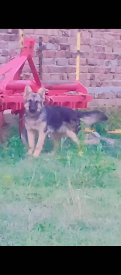 German shepherd female