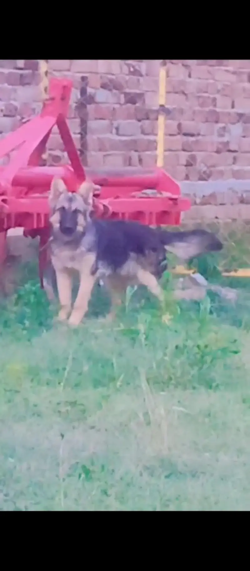 German shepherd female