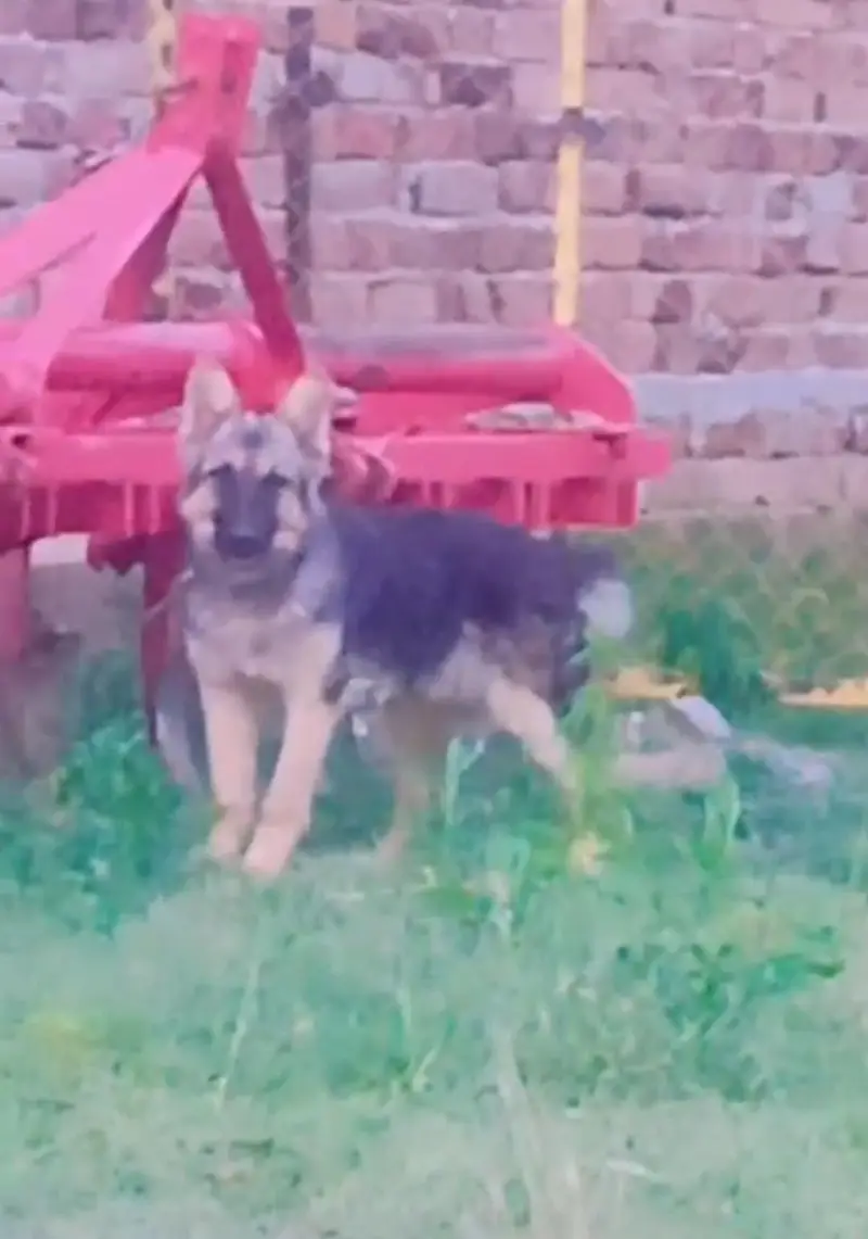 German shepherd female — photo 2