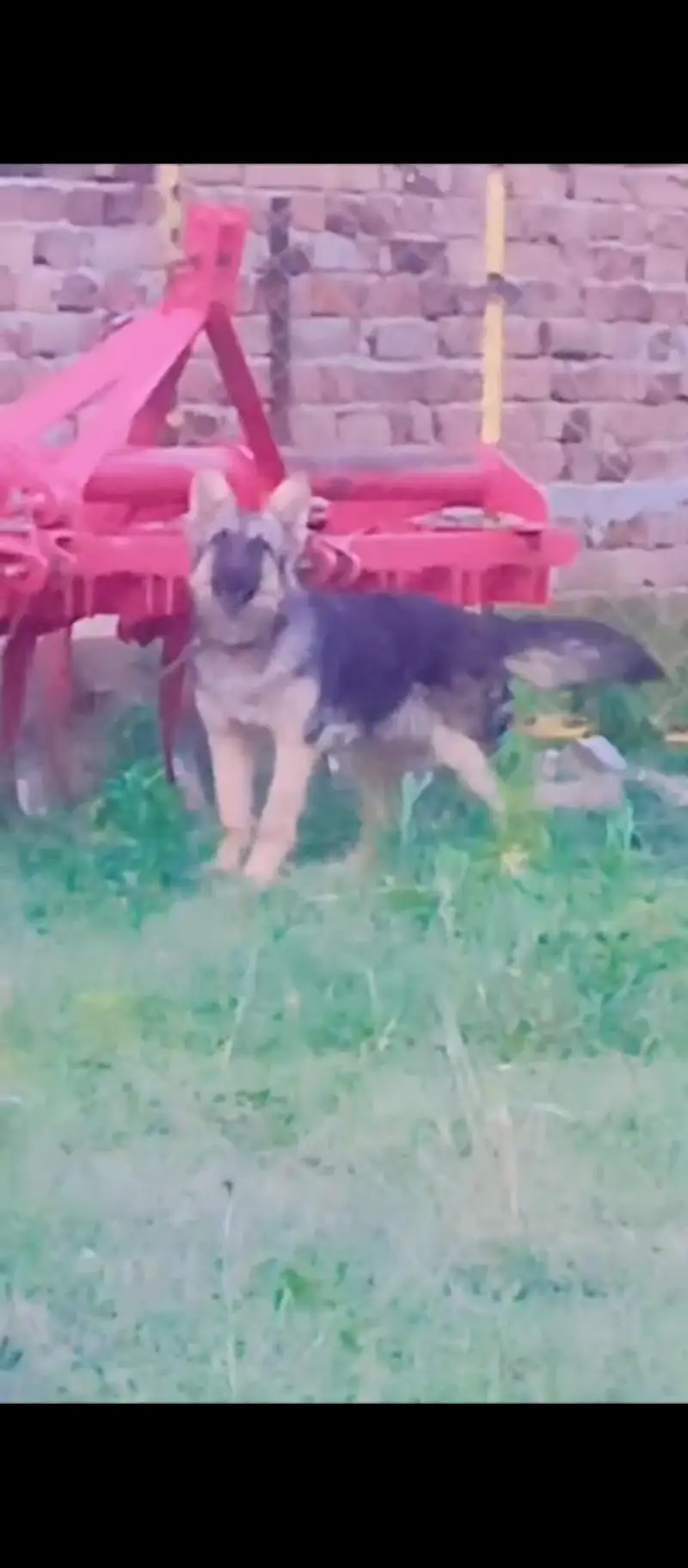 German shepherd female — photo 3