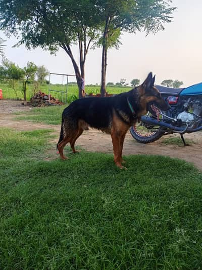 German Sheperd