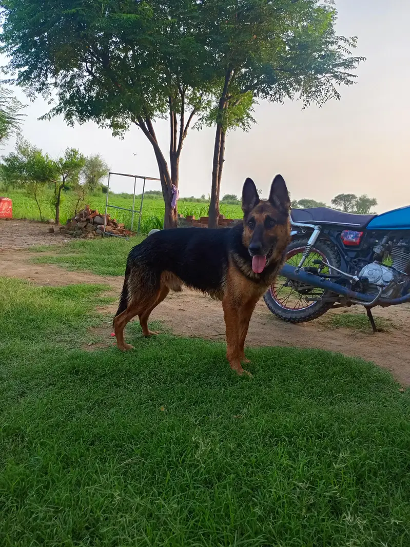 German Sheperd — photo 2
