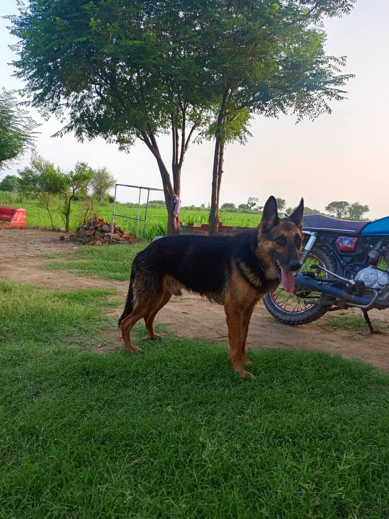 German Sheperd 2