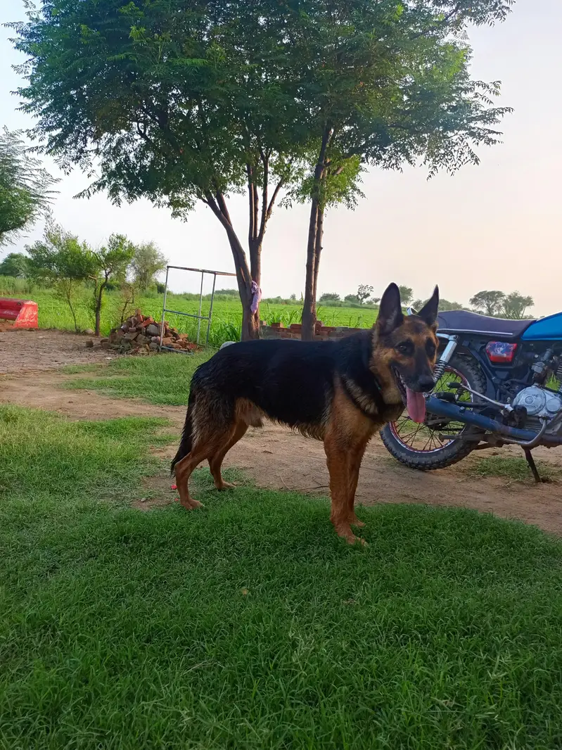 German Sheperd — photo 3