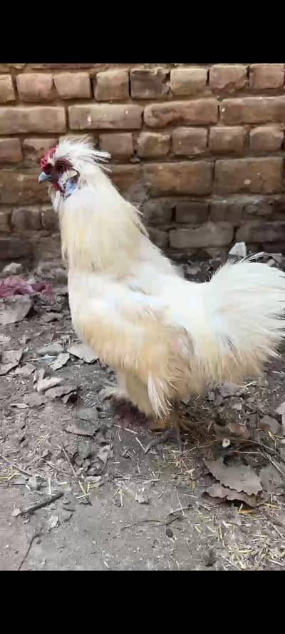 white Silky male , chicks and Golden buff