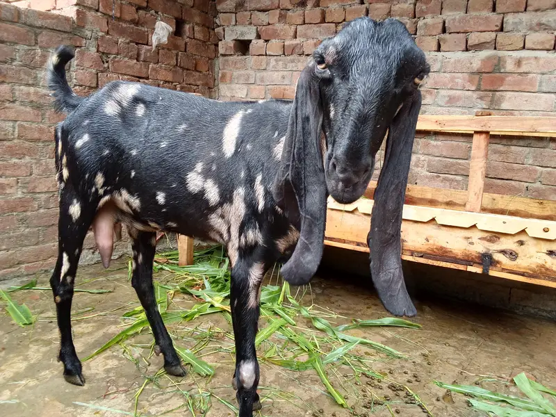 bakri ghaban