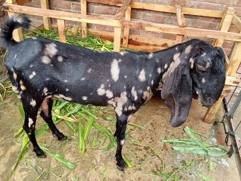 bakri ghaban — photo 2