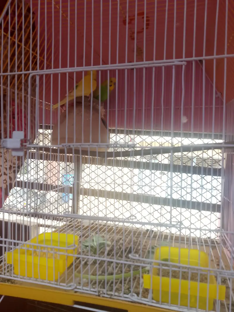 budgies pair — photo 2