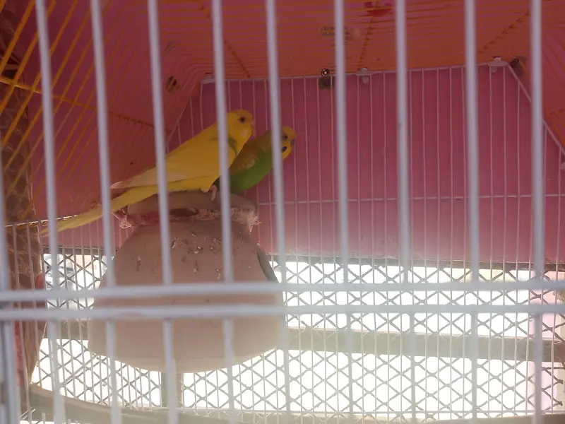 budgies pair — photo 3