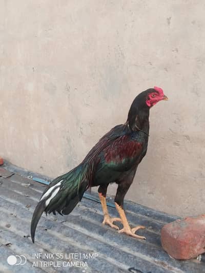 Aseel murga for sale   0333'470_73-'96