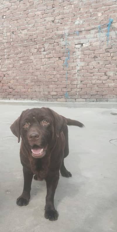 Labrador chocolate