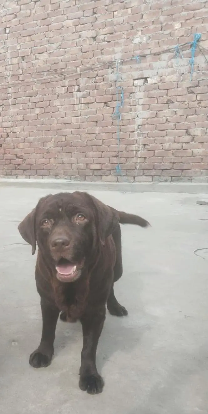 Labrador chocolate