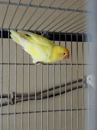 Lovebirds