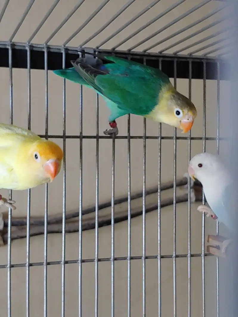 Lovebirds — photo 2