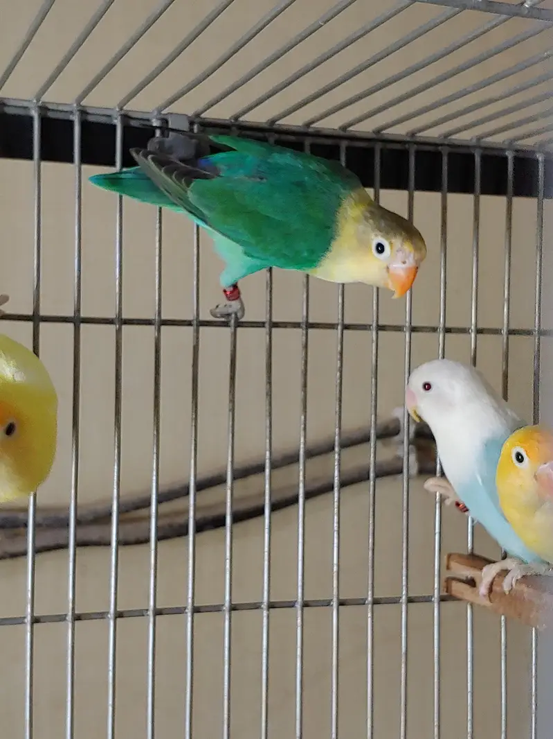 Lovebirds — photo 3