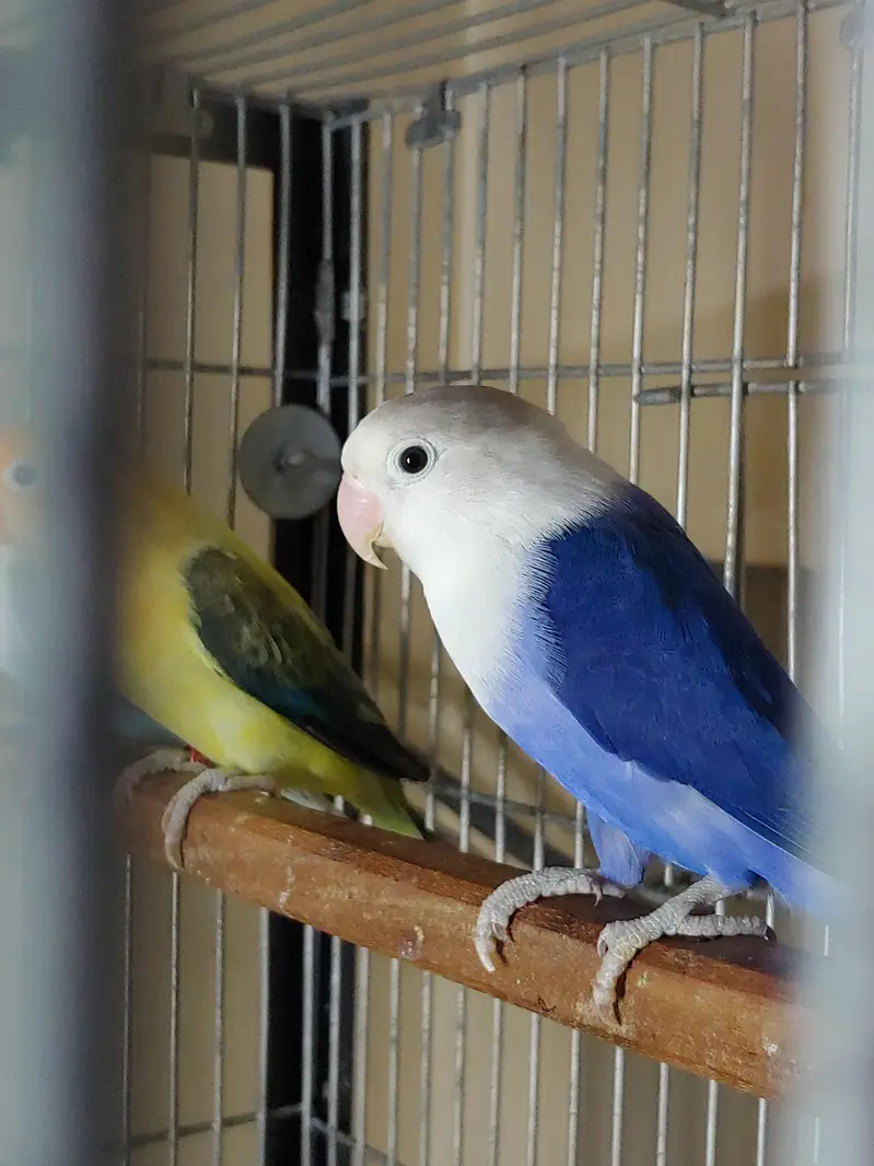 Lovebirds — photo 4