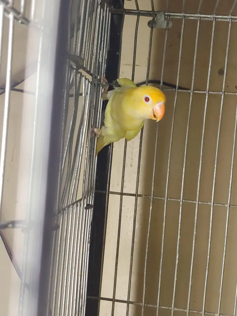 Lovebirds — photo 5