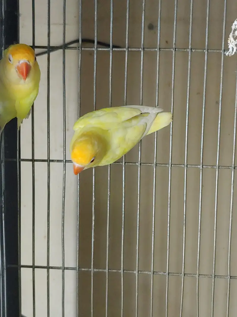 Lovebirds — photo 6