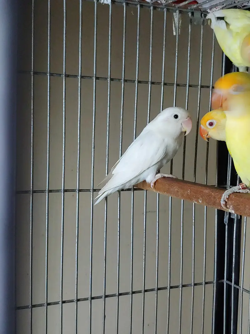 Lovebirds — photo 7