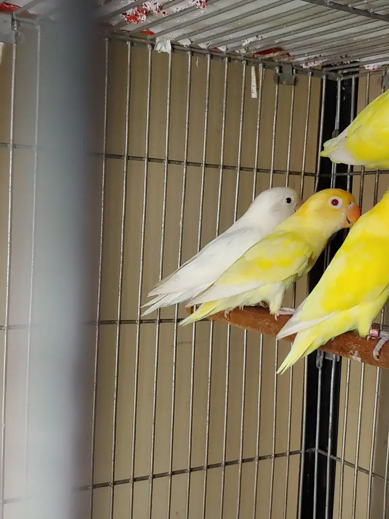 Lovebirds — photo 8