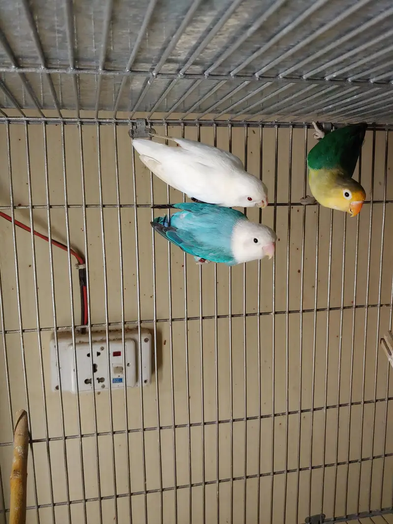 Lovebirds — photo 9