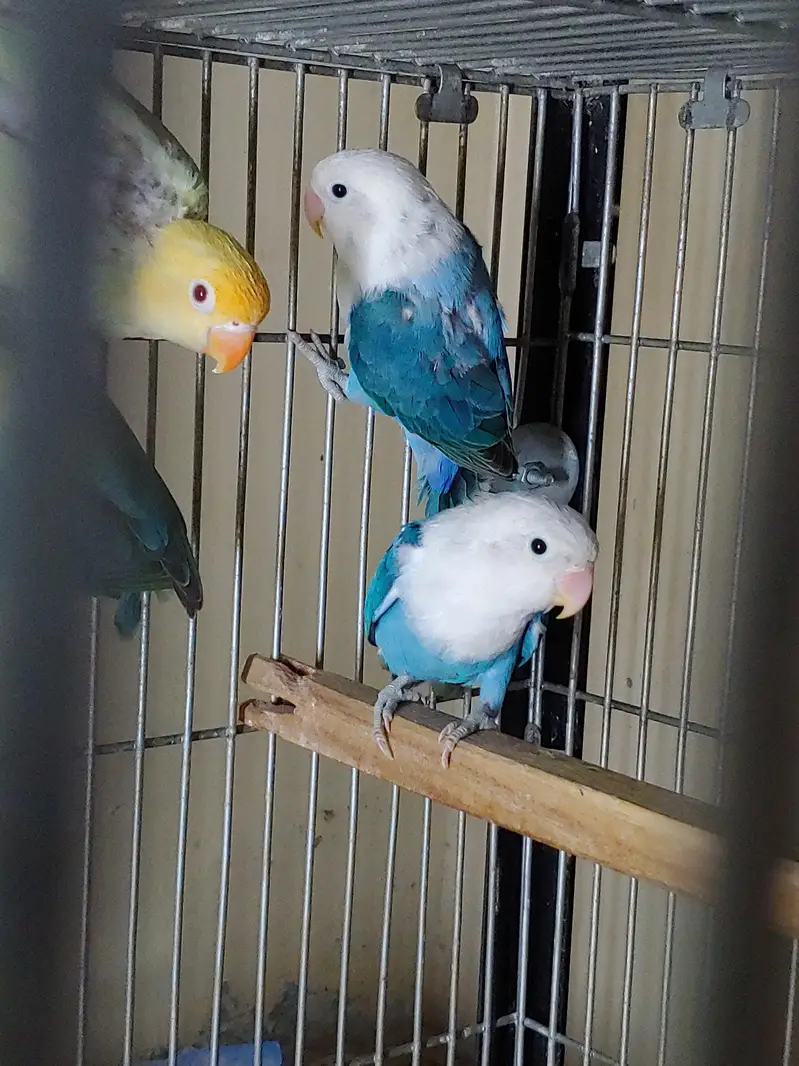 Lovebirds — photo 10