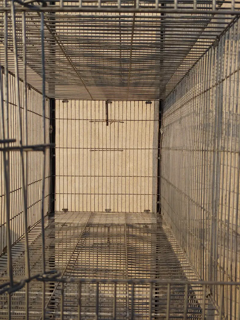 Lovebirds — photo 12