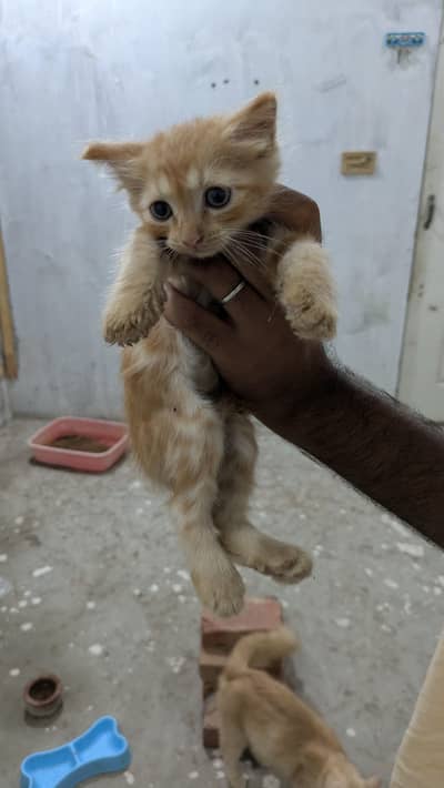 persian kittens