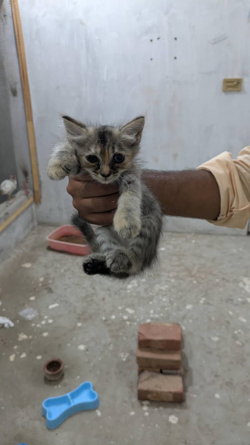 persian kittens 1