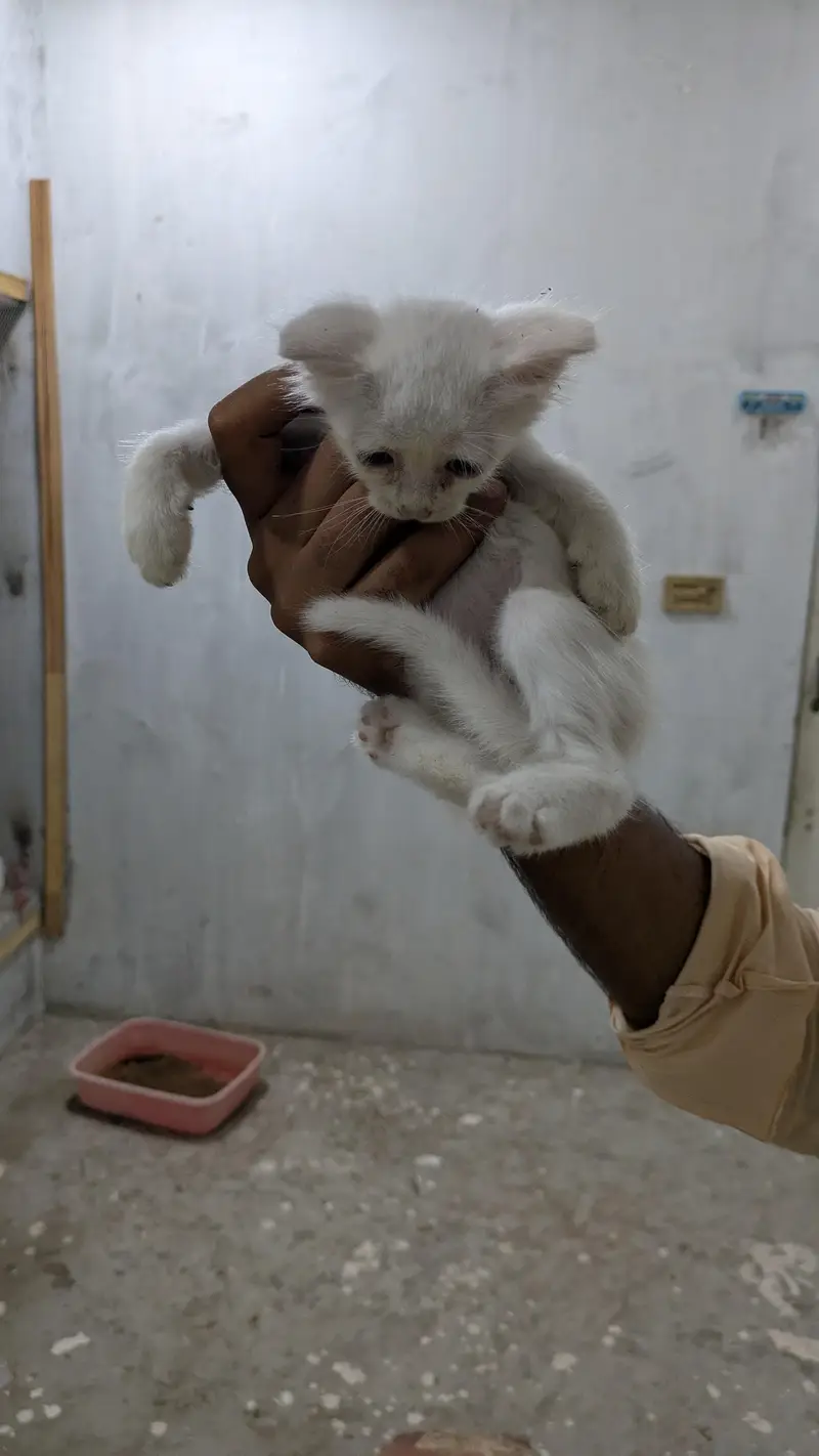 persian kittens — photo 3