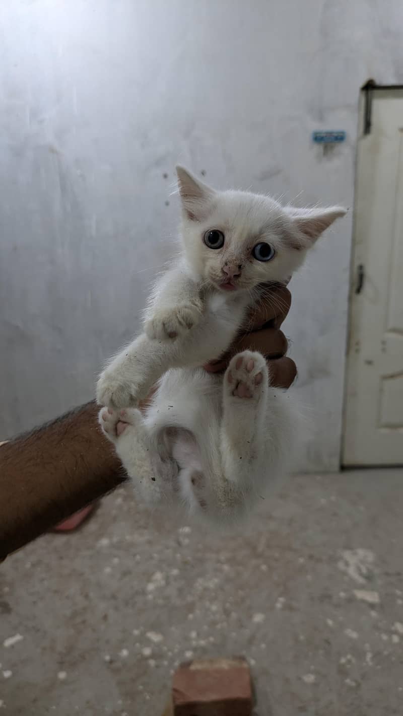 persian kittens 3