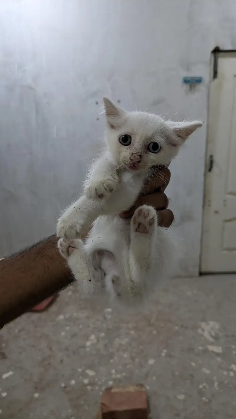 persian kittens — photo 4