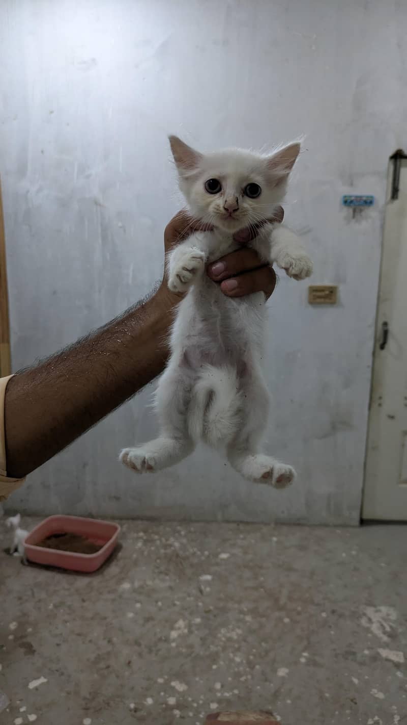 persian kittens 4